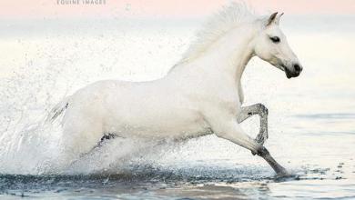 Bild von Lachendes Pferd Fotos