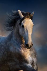Lachendes Pferd Fotos Für Facebook 200x300 - Pferde Ausmalbilder Für Whatsapp