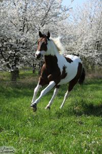 Lachendes Pferd Fotos Für Whatsapp 200x300 - Tierbilder Pferde