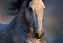 Bild von Lachendes Pferd Fotos Für Facebook bilder fürs handy