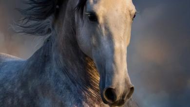 Bild von Lachendes Pferd Fotos Für Facebook