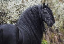 Bild von Lachendes Pferd Fotos Kostenlos Herunterladen bilder fürs handy