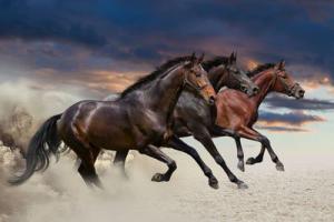Lautsprecher Bilder Für Facebook 300x200 - Fotograf Pferde Kostenlos Herunterladen