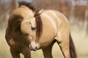 Leinwandbild Pferd 300x200 - Hintergrundbilder Kostenlos Pferde Für Facebook