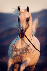 Leinwandbild Pferd Für Facebook 200x300 - Diamanten Bild