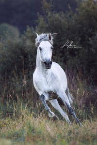 Leinwandbild Pferd Kostenlos Downloaden 200x300 - Bild Haus