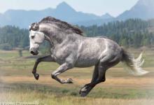 Bild von Lipizzaner Pferde Bilder fürs handy