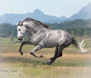 Lipizzaner Pferde Bilder 300x256 - Pferde Gemälde Für Whatsapp