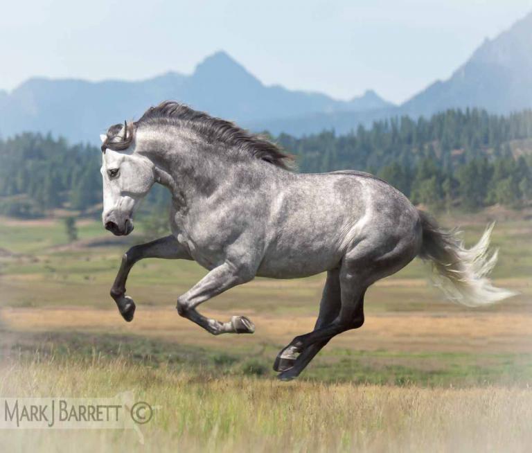 Lipizzaner Pferde Bilder