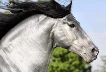 Bild von Lipizzaner Pferde Bilder Für Whatsapp bilder fürs handy