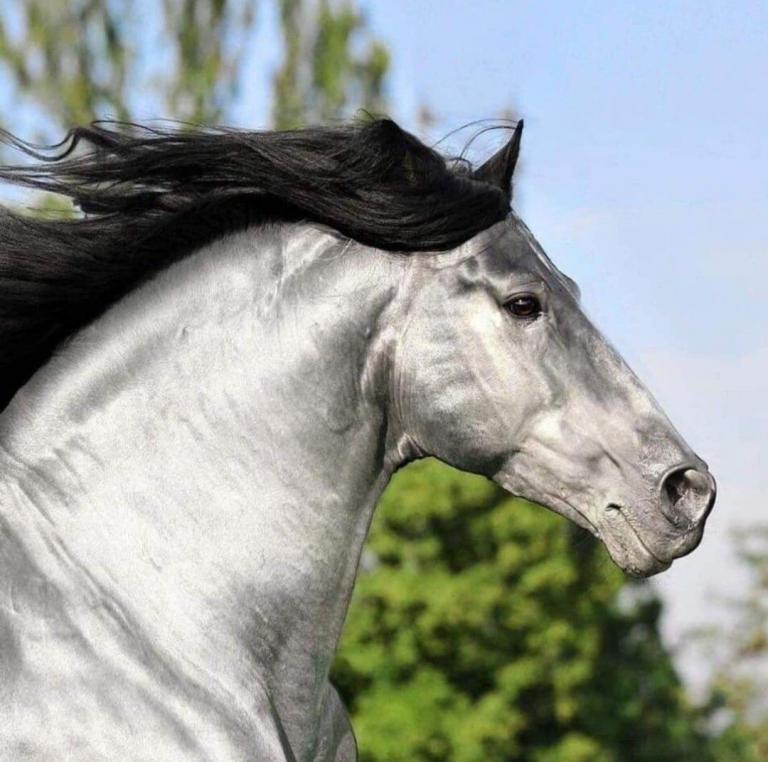 Lipizzaner Pferde Bilder Für Whatsapp