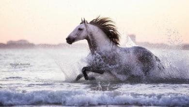 Bild von Lipizzaner Pferde Bilder Kostenlos Herunterladen