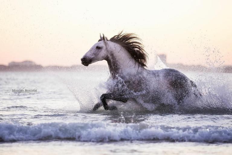 Lipizzaner Pferde Bilder Kostenlos Herunterladen