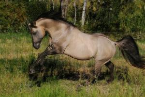 Lupenbilder 300x200 - Süße Pferde Bilder Für Facebook