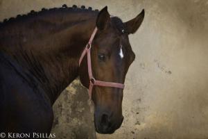 Lupenbilder Für Facebook 300x200 - Pferde Fotos Bilder Kostenlos Herunterladen