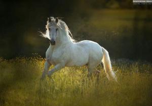 Lustige Bilder Pferde 300x210 - Pferdefoto