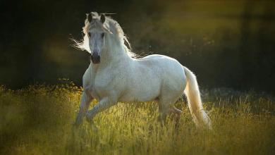 Bild von Lustige Bilder Pferde