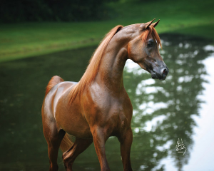 Lustige Bilder Pferde Kostenlos Herunterladen 300x240 - Przewalski Pferd Reiten Für Whatsapp