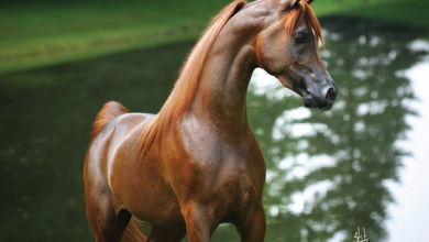 Bild von Lustige Bilder Pferde Kostenlos Herunterladen
