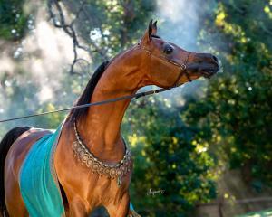 Lustige Pferde Bilder 300x240 - Billige Pferde Kaufen Für Whatsapp