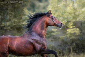 Lustige Pferde Bilder Kostenlos Herunterladen 300x200 - Hintergrundbilder Von Pferden