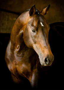 Malbilder Pferd Kostenlos Herunterladen 216x300 - Hintergrundbilder Von Pferden