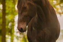 Bild von Mein Pferd bilder fürs handy