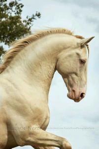 Mein Pferd Kostenlos Downloaden 201x300 - Pferde Bilder Schwarz Weiß Für Whatsapp