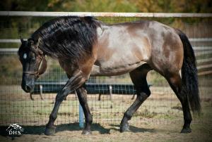 Mein Pferd Kostenlos Herunterladen 300x202 - Westernpferde Bilder Für Facebook