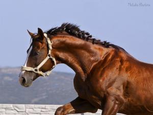 Muschel Bilder Für Whatsapp 300x225 - Mustang Pferd Zu Verkaufen Für Facebook