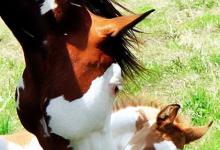 Bild von Mustang Bilder Pferd bilder fürs handy