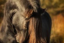 Bild von Mustang Bilder Pferd Für Facebook bilder fürs handy
