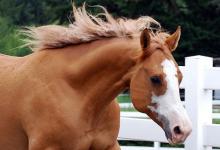 Bild von Mustang Bilder Pferd Kostenlos Herunterladen bilder fürs handy