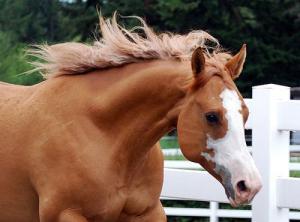 Mustang Bilder Pferd Kostenlos Herunterladen 300x222 - Bild Pinguin