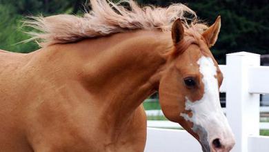 Bild von Mustang Bilder Pferd Kostenlos Herunterladen