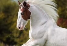 Bild von Mustang Pferd Kaufen bilder fürs handy