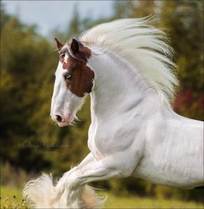 Mustang Pferd Kaufen 292x300 - Bild Pferd Gemalt