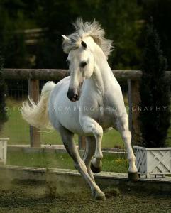 Mustang Pferd Kaufen Für Facebook 241x300 - Nilpferd Bilder Für Facebook