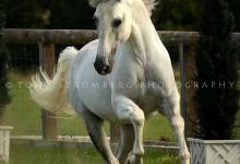 Bild von Mustang Pferd Kaufen Für Facebook bilder fürs handy