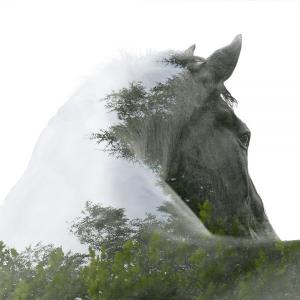 Mustang Pferd Kaufen Kostenlos Herunterladen 300x300 - Gnadenhof Für Pferde Für Facebook