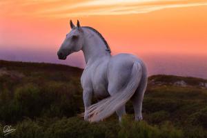 Mustang Pferd Zu Verkaufen Für Facebook 300x200 - Bilder Teufel
