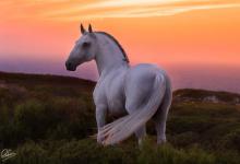 Bild von Mustang Pferd Zu Verkaufen Für Facebook bilder fürs handy
