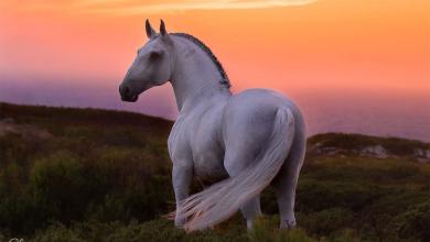 Bild von Mustang Pferd Zu Verkaufen Für Facebook
