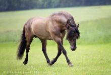 Bild von Mustang Pferd Zu Verkaufen Für Whatsapp bilder fürs handy