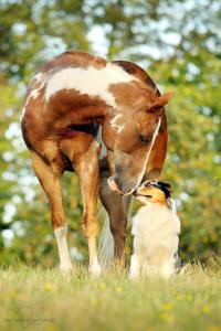 Mustang Pferd Zu Verkaufen Kostenlos Herunterladen 200x300 - Pferde Reiten Bilder Für Whatsapp