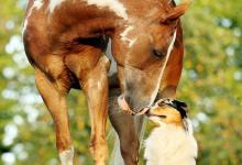 Bild von Mustang Pferd Zu Verkaufen Kostenlos Herunterladen bilder fürs handy