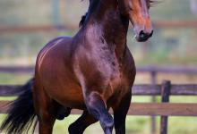 Bild von Mustang Pferde Bilder fürs handy