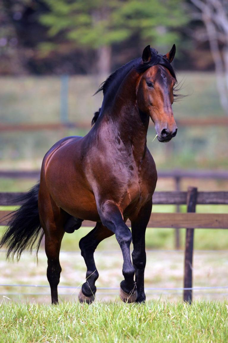 Mustang Pferde Bilder