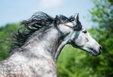 Bild von Mustang Pferde Bilder Für Facebook bilder fürs handy