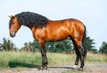 Bild von Mustang Pferde Bilder Für Whatsapp bilder fürs handy